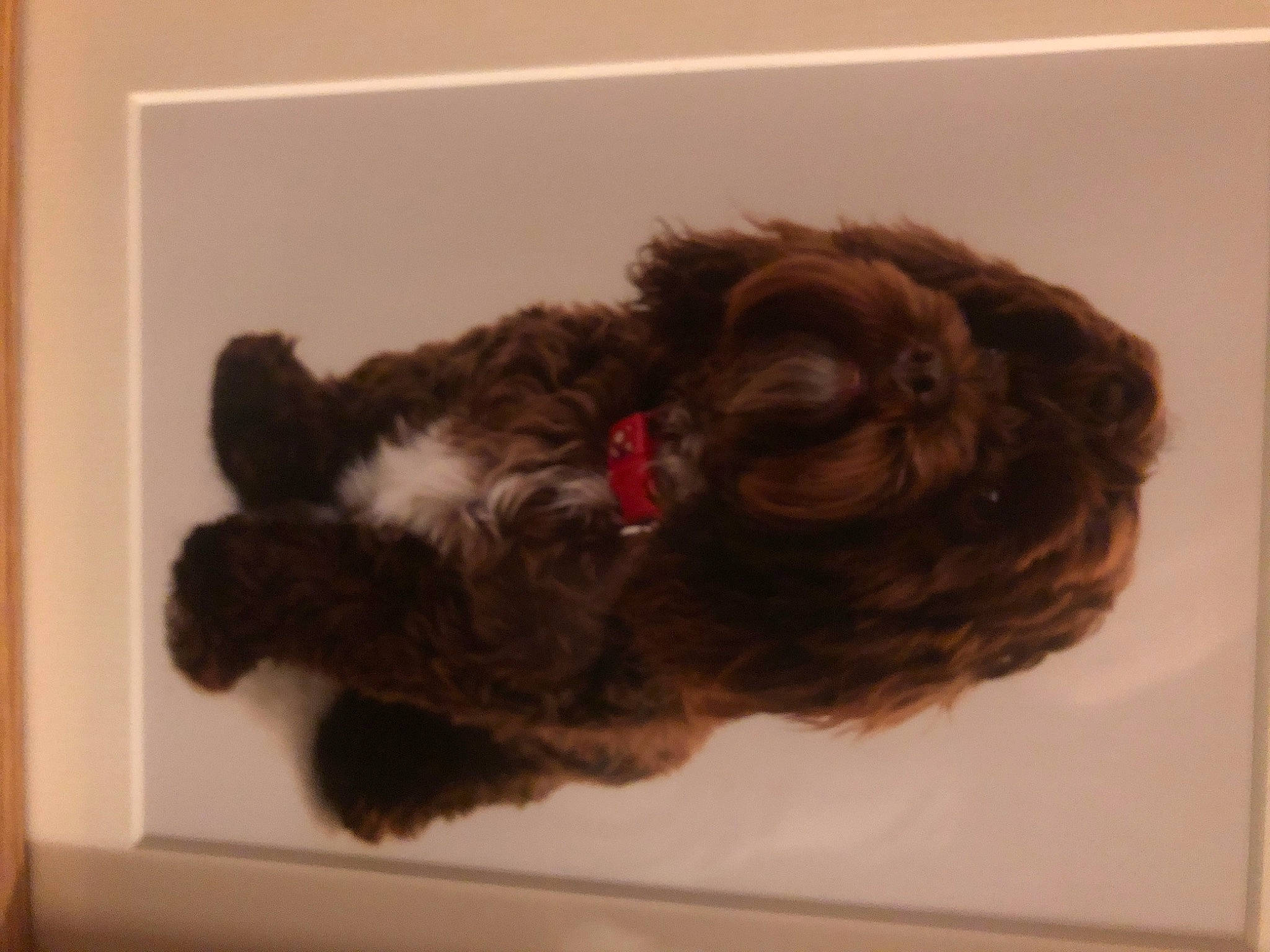 Lexi joined the competition — help win amazing prizes! art, canidae, carnivore, companion_dog, dog, dog_breed, fawn, fur, liver, murray_river_curly_coated_retriever, picture_frame, snout, sporting_group, tail, terrestrial_animal, toy_dog, visual_arts, water_dog, wool, working_animal