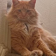 Stinky is registered to the contest to win money with this photo: cat, orange_cat, tabby, fluffy, pet, indoor, carpeted_stairs, feline, animal, resting, cute, whiskers, paws, ears, fur, relaxed, looking_at_camera, home, stairs, domestic_cat