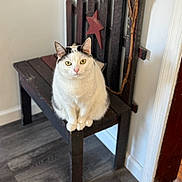 Penny joined the competition — help win amazing prizes! bench, cat, close_up, doorway, ears, flooring, green_eyes, home_decor, indoor, paws, pet, portrait, rustic, sitting, star_decoration, vintage_furniture, wall, white_cat, wood_floor, wooden_bench