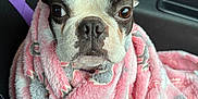 Ivy joined the competition — help win amazing prizes! animal, blanket, boston_terrier, car_seat, comfort, cozy, cute, dog, ears, eyes, fur, indoors, muzzle, nose, pet, pink, portrait, seat, snug, wrapped