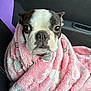 animal, blanket, boston_terrier, car_seat, comfort, cozy, cute, dog, ears, eyes, fur, indoors, muzzle, nose, pet, pink, portrait, seat, snug, wrapped