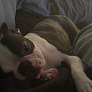 Ivy joined the competition — help win amazing prizes! animal, blanket, boston_terrier, calm, canine, companion, cozy, cute, dog, domestic_animal, fur, indoor, lying_down, paw, pet, portrait, relaxed, resting, sleepy, snout