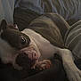 animal, blanket, boston_terrier, calm, canine, companion, cozy, cute, dog, domestic_animal, fur, indoor, lying_down, paw, pet, portrait, relaxed, resting, sleepy, snout