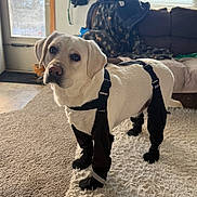 Jet is registered to the contest to win money with this photo: dog, labrador, white_dog, pet_clothing, booties, indoor, carpet, rug, couch, blanket, window, door, natural_light, leash, harness, furniture, floor, domestic, cute, animal