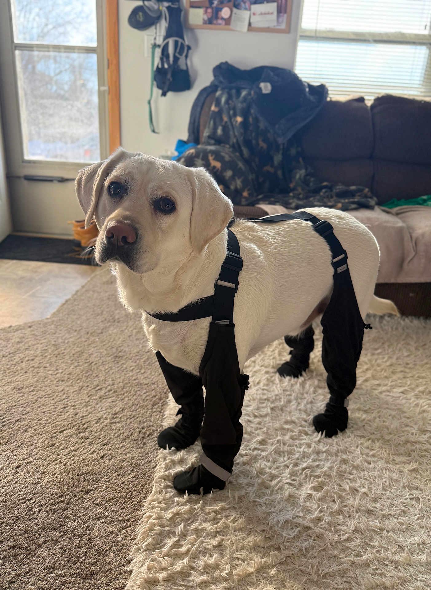 Jet is registered to the contest to win money with this photo: dog, labrador, white_dog, pet_clothing, booties, indoor, carpet, rug, couch, blanket, window, door, natural_light, leash, harness, furniture, floor, domestic, cute, animal