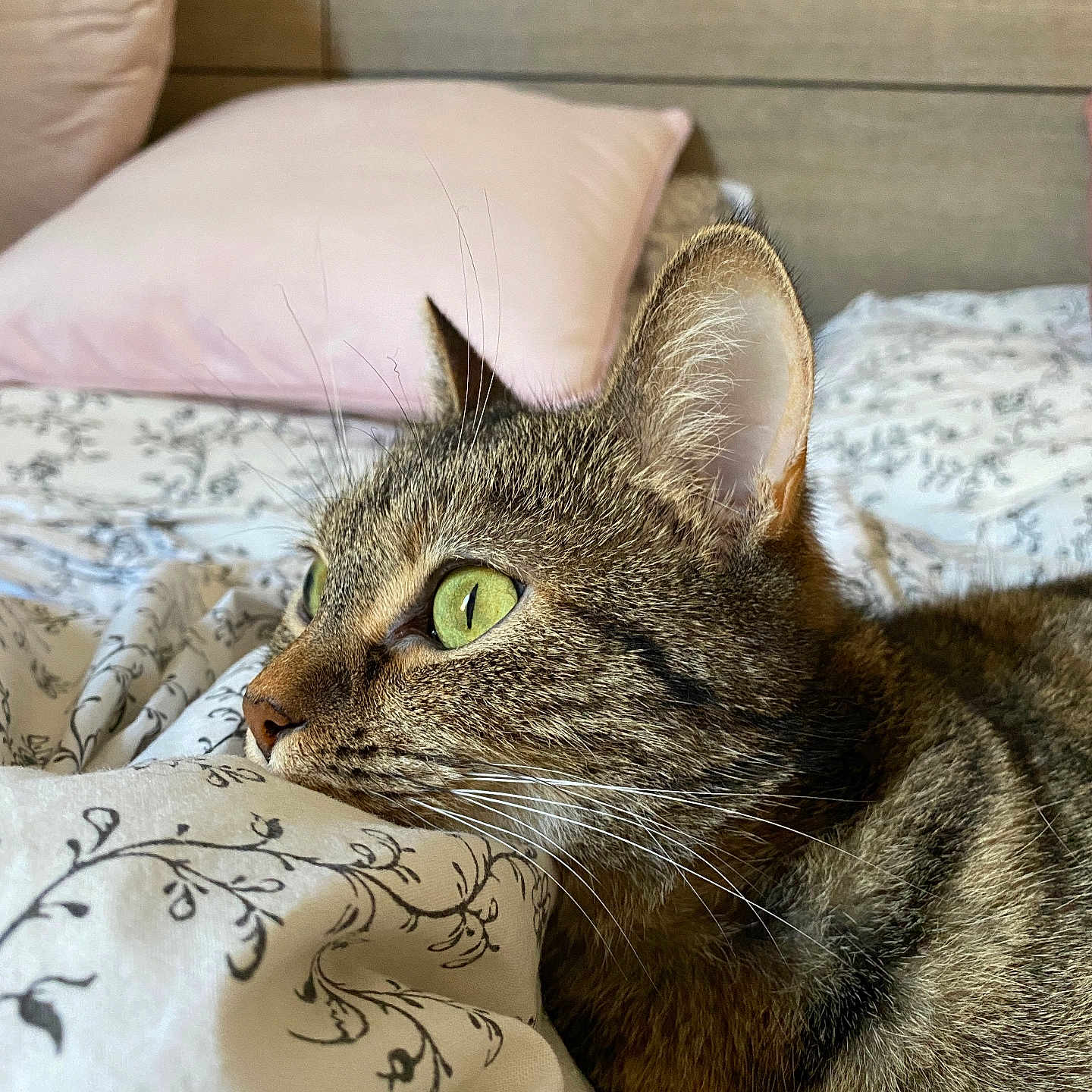 Luna a rejoint le concours — aidez-le/la à gagner de superbes lots ! abyssinian, animal, baby, bed, bedroom, blanket, cat, couch, cushion, face, furniture, head, homedecor, indoors, kitten, manx, person, pet, pillow, room
