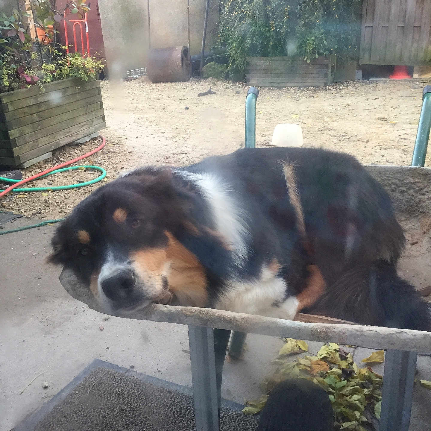Maya