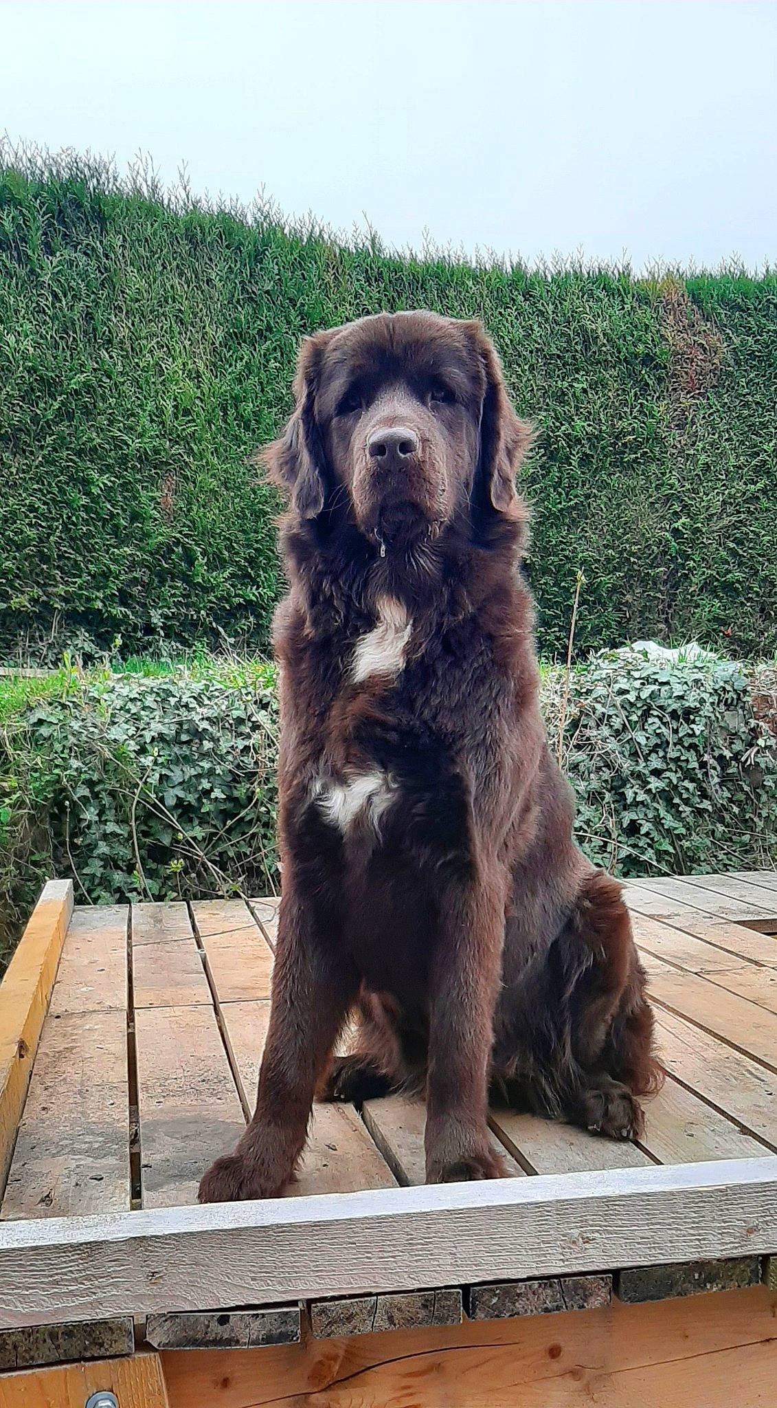 Pearly participe au concours pour gagner de l'argent avec cette photo : ancient_dog_breeds, art, canidae, carnivore, companion_dog, dog, dog_breed, fur, grass, gun_dog, hunting_dog, liver, plant, snout, sporting_group, tail, terrestrial_animal, wood, working_animal