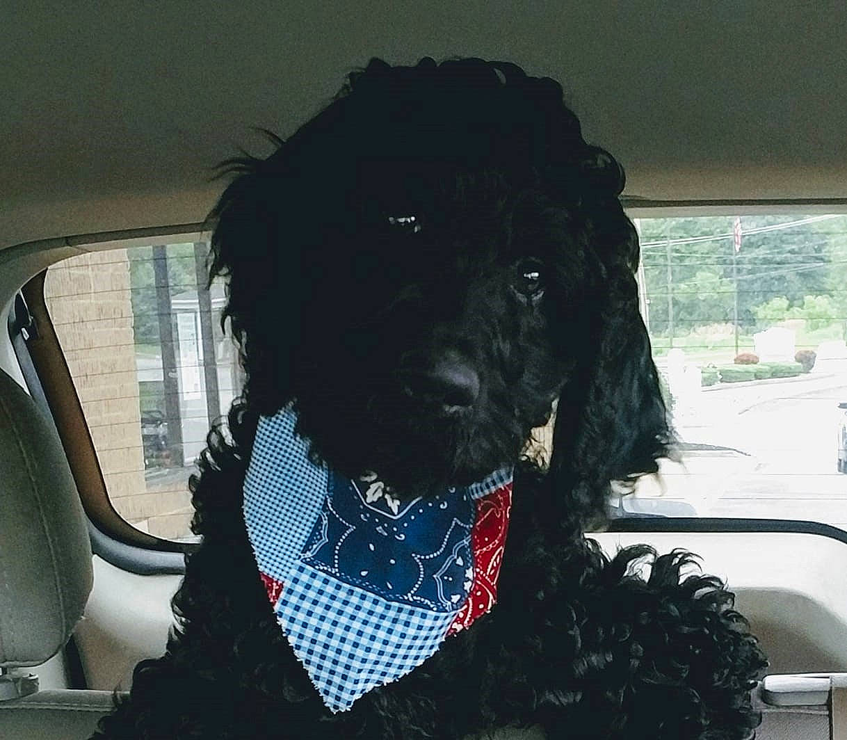 Quincy is registered to the contest to win money with this photo: canidae, car_seat, car_seat_cover, carnivore, collar, companion_dog, dog, dog_breed, dog_collar, fur, liver, plant, snout, spaniel, sporting_group, tints_and_shades, vehicle, vehicle_door, window, working_animal