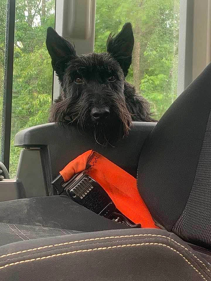Jagger is registered to the contest to win money with this photo: automotive_exterior, car_seat, car_seat_cover, carnivore, chair, comfort, companion_dog, dog, dog_breed, dog_collar, fawn, hood, motor_vehicle, snout, steering_wheel, tree, vehicle, vehicle_door, window, working_animal