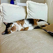 Honey is registered to the contest to win money with this photo: cat, calico_cat, couch, cushion, indoor, relaxed, pet, animal, feline, fur, yellow_eyes, resting, home, living_room, flower_vase, decor, cozy, sleepy, collar, soft_fabric