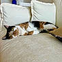 cat, calico_cat, couch, cushion, indoor, relaxed, pet, animal, feline, fur, yellow_eyes, resting, home, living_room, flower_vase, decor, cozy, sleepy, collar, soft_fabric