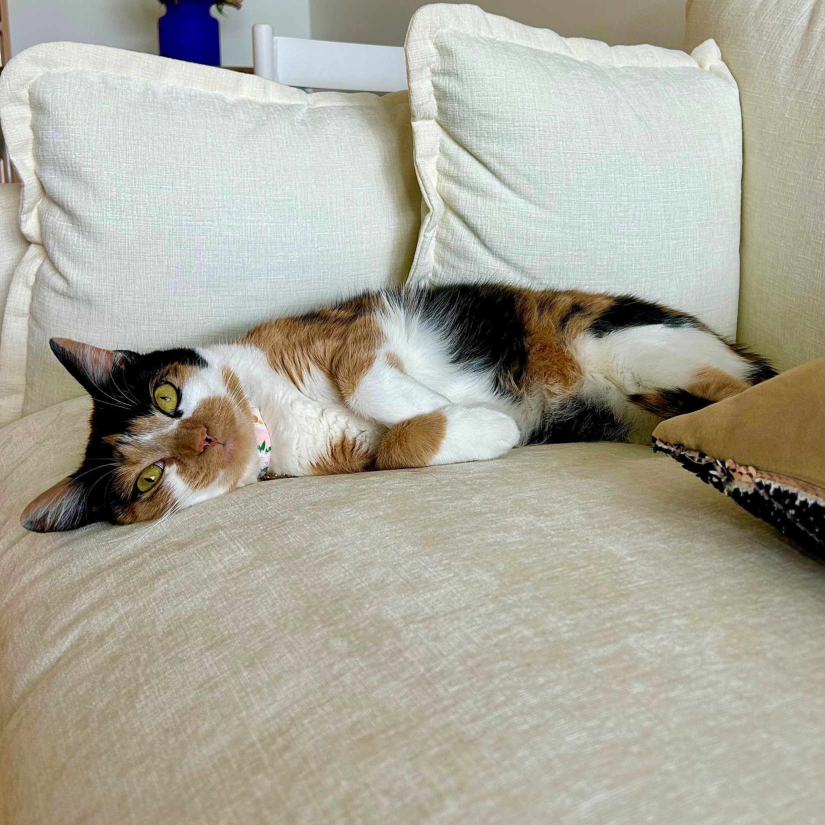 Honey is registered to the contest to win money with this photo: animal, calico_cat, cat, collar, couch, cozy, cushion, decor, feline, flower_vase, fur, home, indoor, living_room, pet, relaxed, resting, sleepy, soft_fabric, yellow_eyes