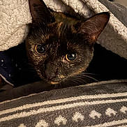 Roxy participe au concours pour gagner de l'argent avec cette photo : cat, tortoiseshell, pet, animal, blanket, cozy, indoor, fur, whiskers, ears, closeup, face, curious, resting, comfort, soft, texture, pattern, warm, home