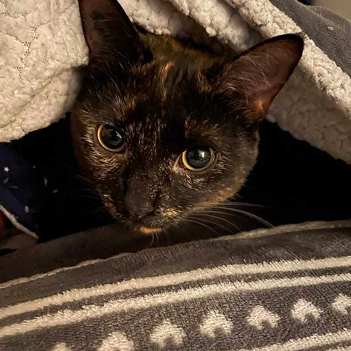 Roxy participe au concours pour gagner de l'argent avec cette photo : animal, blanket, cat, closeup, comfort, cozy, curious, ears, face, fur, home, indoor, pattern, pet, resting, soft, texture, tortoiseshell, warm, whiskers