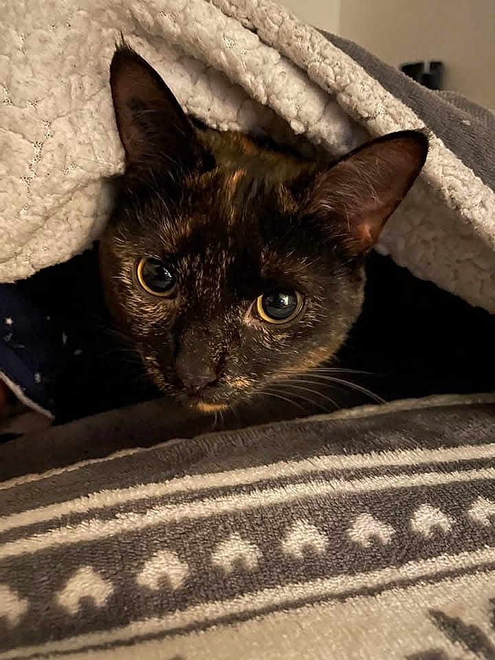 Roxy participe au concours pour gagner de l'argent avec cette photo : cat, tortoiseshell, pet, animal, blanket, cozy, indoor, fur, whiskers, ears, closeup, face, curious, resting, comfort, soft, texture, pattern, warm, home
