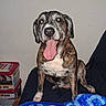 dog, brindle, tongue_out, sitting, couch, blanket, indoor, pet, animal, happy, playful, flash, wall, box, stack, container, fur, ears, nose, mouth