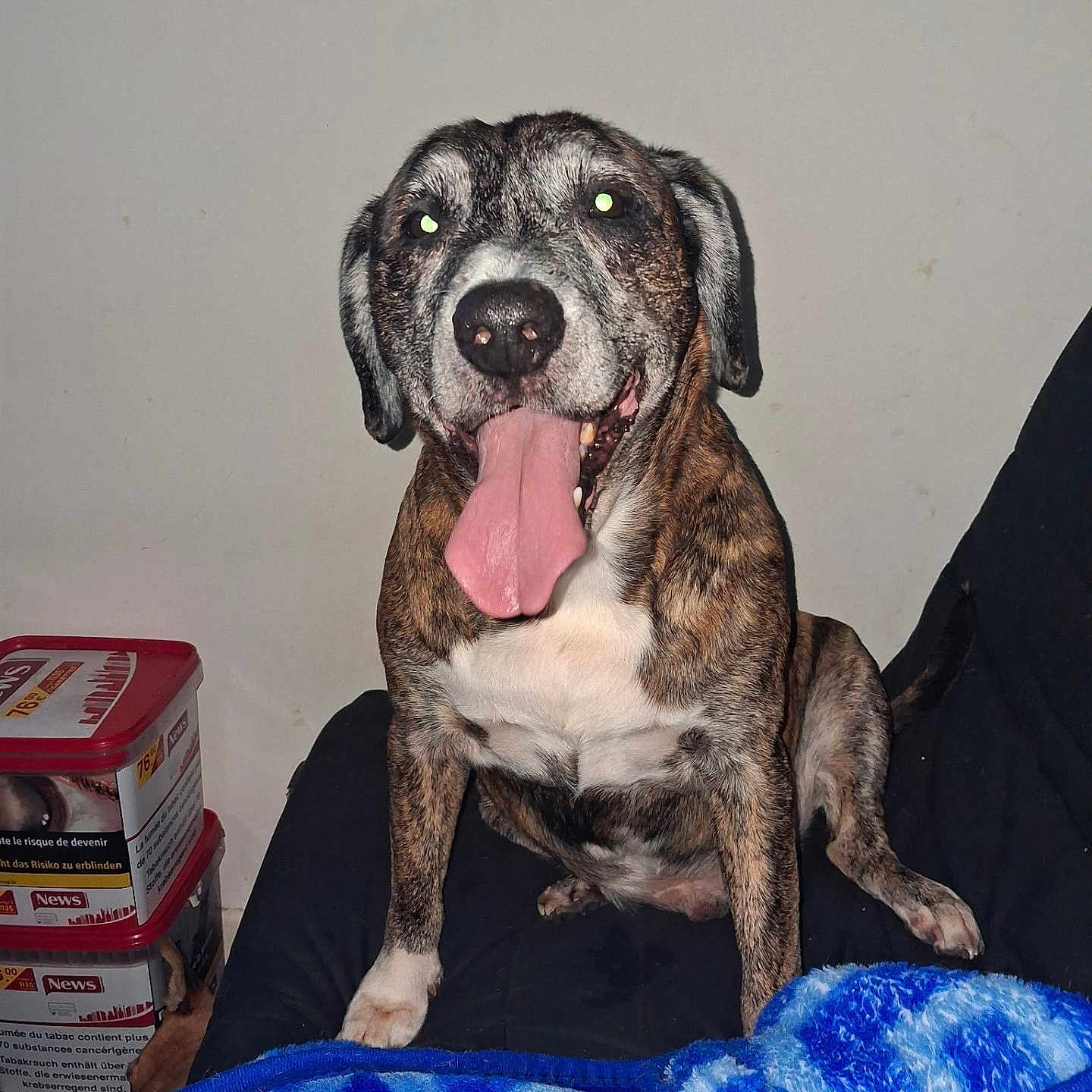 Filou a rejoint le concours — aidez-le/la à gagner de superbes lots ! dog, brindle, tongue_out, sitting, couch, blanket, indoor, pet, animal, happy, playful, flash, wall, box, stack, container, fur, ears, nose, mouth