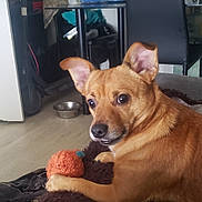 Gouchy a rejoint le concours — aidez-le/la à gagner de superbes lots ! dog, brown_dog, toy_ball, blanket, indoor, floor, chair, table, household_items, pet, fur, ears, paw, living_room, bowl, scooter, mirror, towel, plastic_container, candle_holder