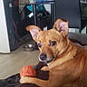 dog, brown_dog, toy_ball, blanket, indoor, floor, chair, table, household_items, pet, fur, ears, paw, living_room, bowl, scooter, mirror, towel, plastic_container, candle_holder