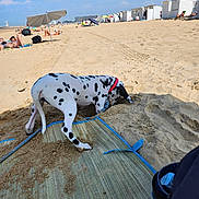 Bella participe au concours pour gagner de l'argent avec cette photo : dog, dalmatian, puppy, beach, sand, umbrella, sunbather, relaxing, blue_sky, summer, vacation, leash, mat, spot, outdoor, sunshine, holiday, white_dog, playing, animal