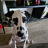 dalmatian, dog, puppy, indoor, floor, sitting, black_and_white, spots, curious, pet, animal, home, shelf, decor, wooden_floor, looking_up, ears, cute, young, canine