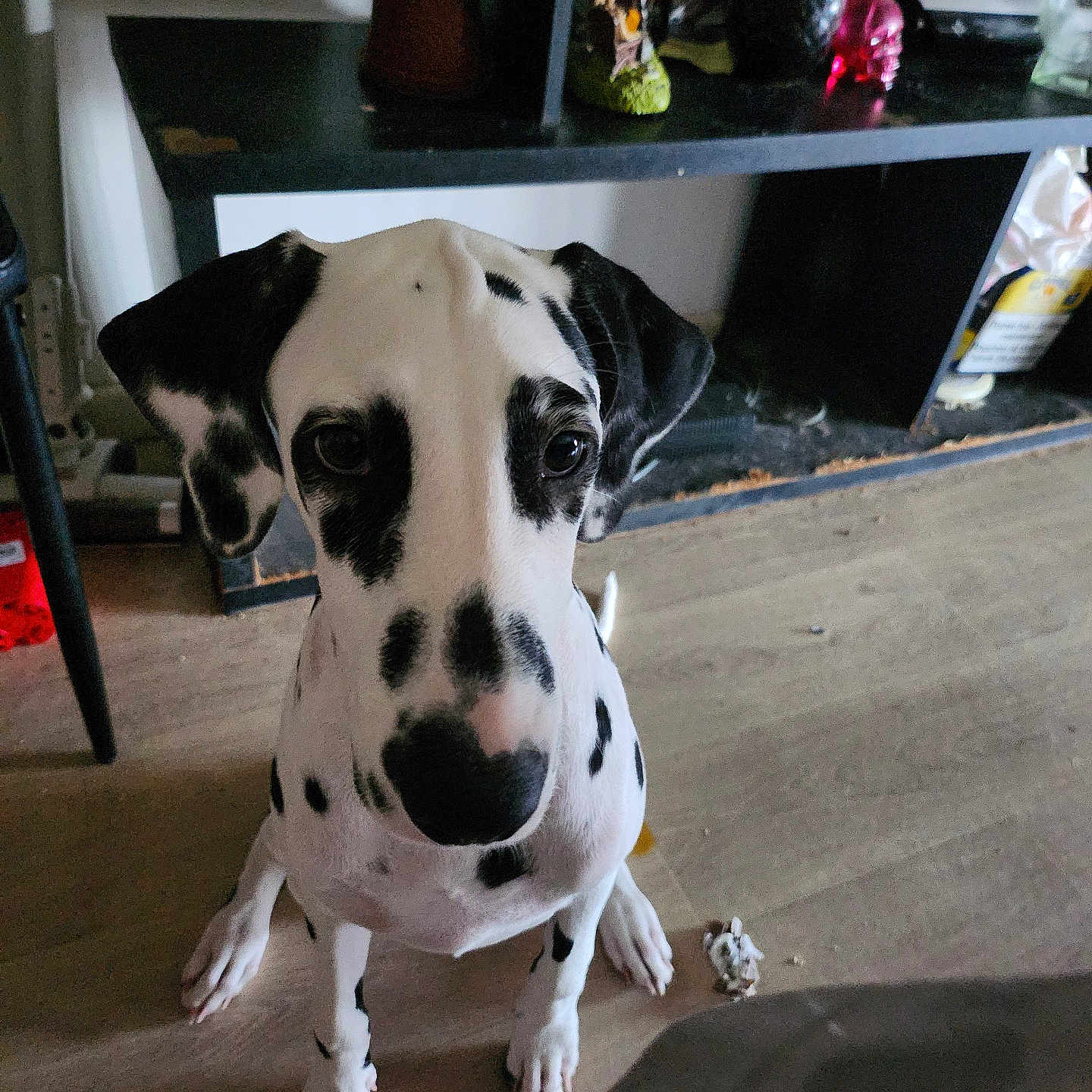 Bella