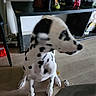 dog, dalmatian, indoor, wooden_floor, sitting, black_spots, pet, animal, shelf, decor, blur, out_of_focus, floor, furniture, household, canine, spot_pattern, domestic, companion, side_view
