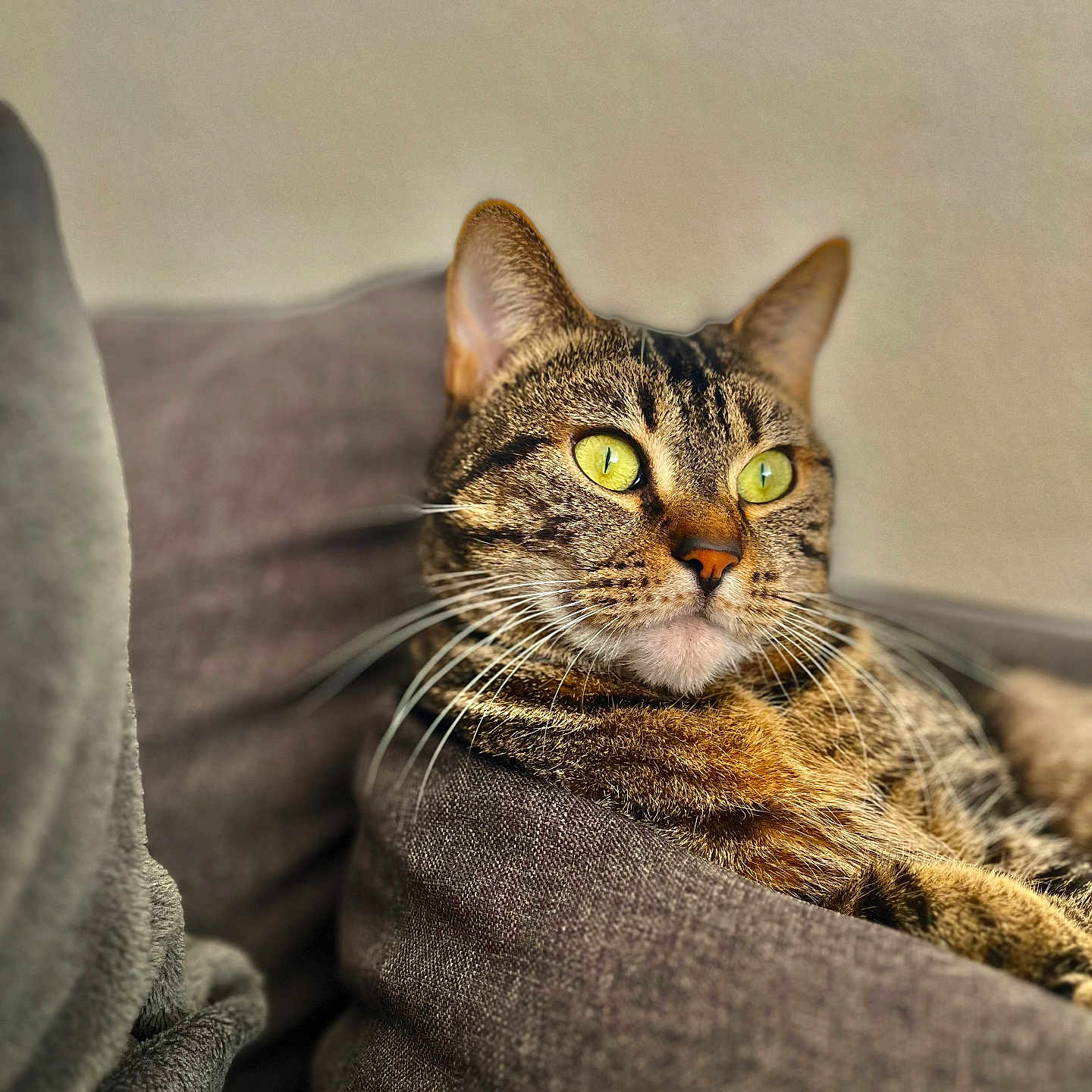 Nala participe au concours pour gagner de l'argent avec cette photo : animal, cat, closeup, comfort, cozy, cushion, cute, ears, eyes, feline, fur, home, indoor, pet, portrait, relaxed, resting, soft, tabby, whiskers