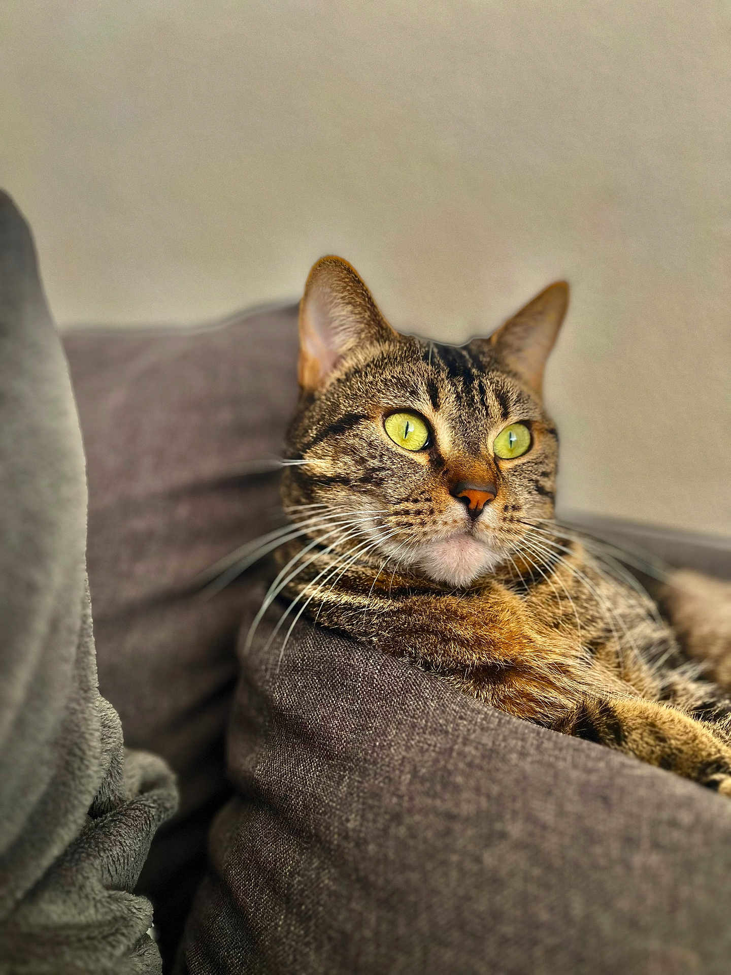 Nala participe au concours pour gagner de l'argent avec cette photo : cat, tabby, pet, animal, feline, closeup, cushion, indoor, resting, relaxed, whiskers, ears, fur, eyes, portrait, cozy, home, soft, comfort, cute