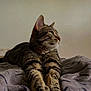 Nala a rejoint le concours — aidez-le/la à gagner de superbes lots ! cat, tabby, pet, animal, feline, whiskers, paws, blanket, indoor, resting, fur, striped, cute, cozy, relaxed, mammal, looking, side_view, soft_light, wall