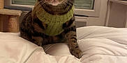 Nala participe au concours pour gagner de l'argent avec cette photo : cat, tabby, sweater, indoor, bed, comforter, window, cat_tree, furniture, pet, cozy, knitted, animal, cute, whiskers, fur, looking, brown, black, striped