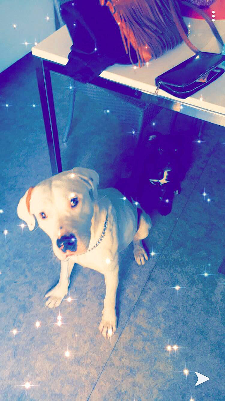 Nasko participe au concours pour gagner de l'argent avec cette photo : beagador, canidae, carnivore, dog, dog_breed, fawn, labrador_retriever, puppy, retriever, snout, sporting_group