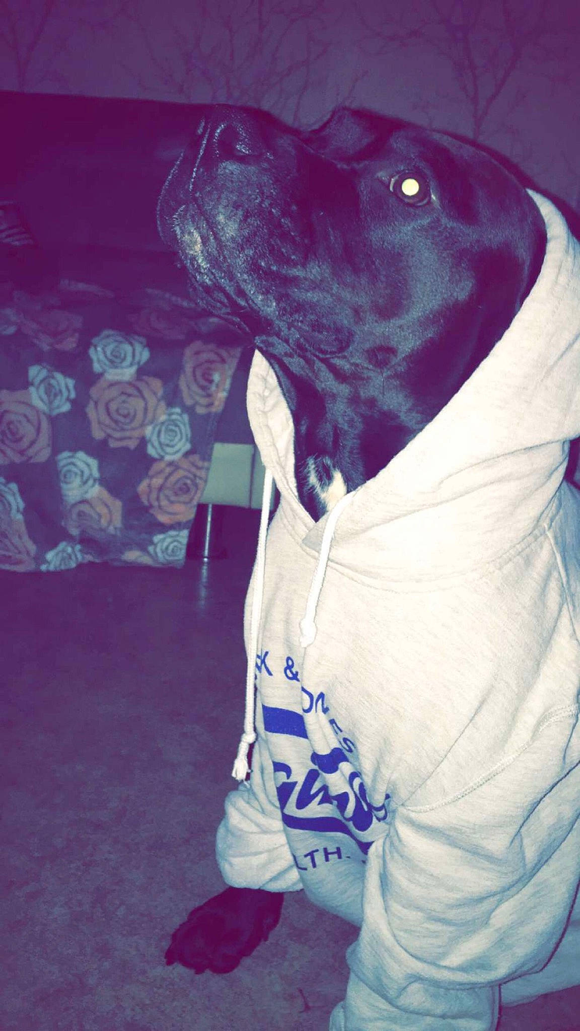 Nasko participe au concours pour gagner de l'argent avec cette photo : azure, canidae, carnivore, companion_dog, cool, dog, dog_breed, dog_supply, electric_blue, fur, magenta, personal_protective_equipment, purple, sleeve, snout, sporting_group, sportswear, t_shirt, whiskers, working_animal