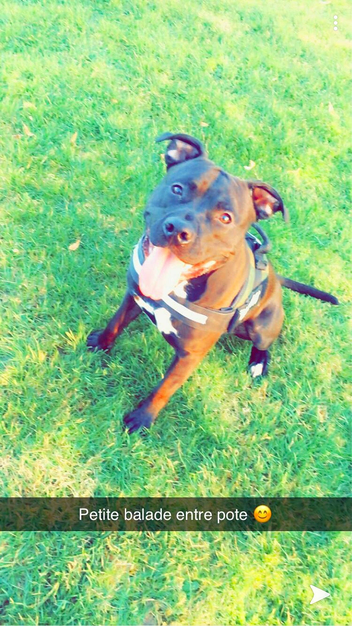 Nasko participe au concours pour gagner de l'argent avec cette photo : canidae, carnivore, companion_dog, dog, dog_breed, dog_supply, electric_blue, fawn, font, grass, guard_dog, happy, people_in_nature, personal_protective_equipment, plant, snout, sporting_group, terrestrial_animal, working_animal, working_dog