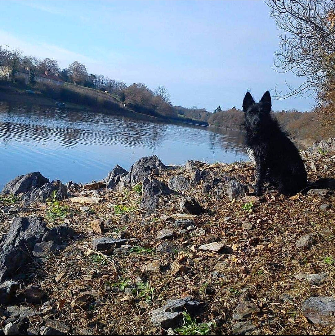 Jackson participe au concours pour gagner de l'argent avec cette photo : carnivore, cloud, dog, dog_breed, grass, groenendael, herding_dog, lake, natural_landscape, plant, pollution, reservoir, rock, sky, soil, tail, tree, water, wetland, wood