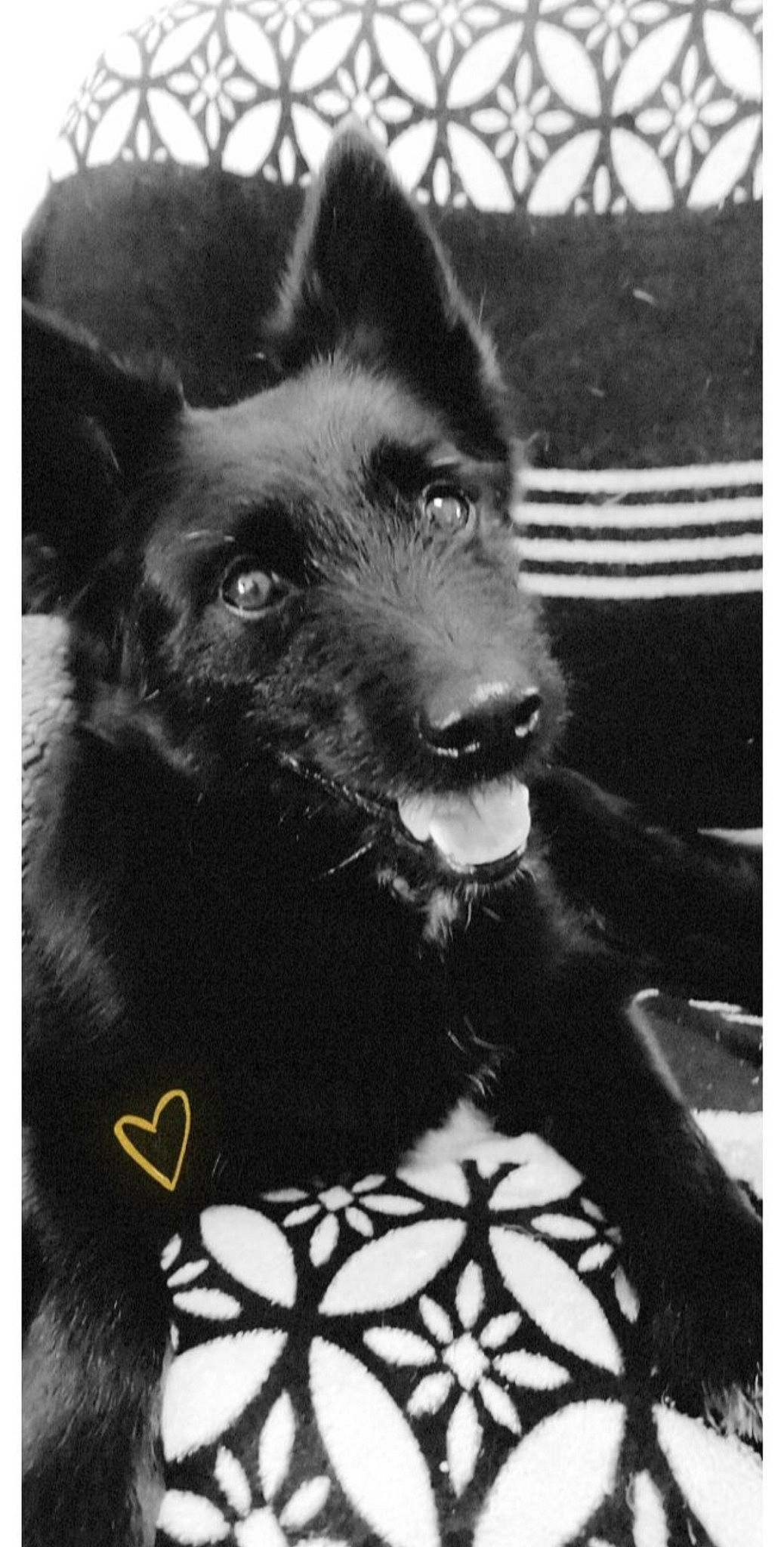 Jackson participe au concours pour gagner de l'argent avec cette photo : black, black_and_white, carnivore, companion_dog, dog, dog_breed, dog_collar, fur, monochrome, monochrome_photography, pet_supply, rectangle, snapshot, snout, sporting_group, stock_photography, style, whiskers, white, working_animal