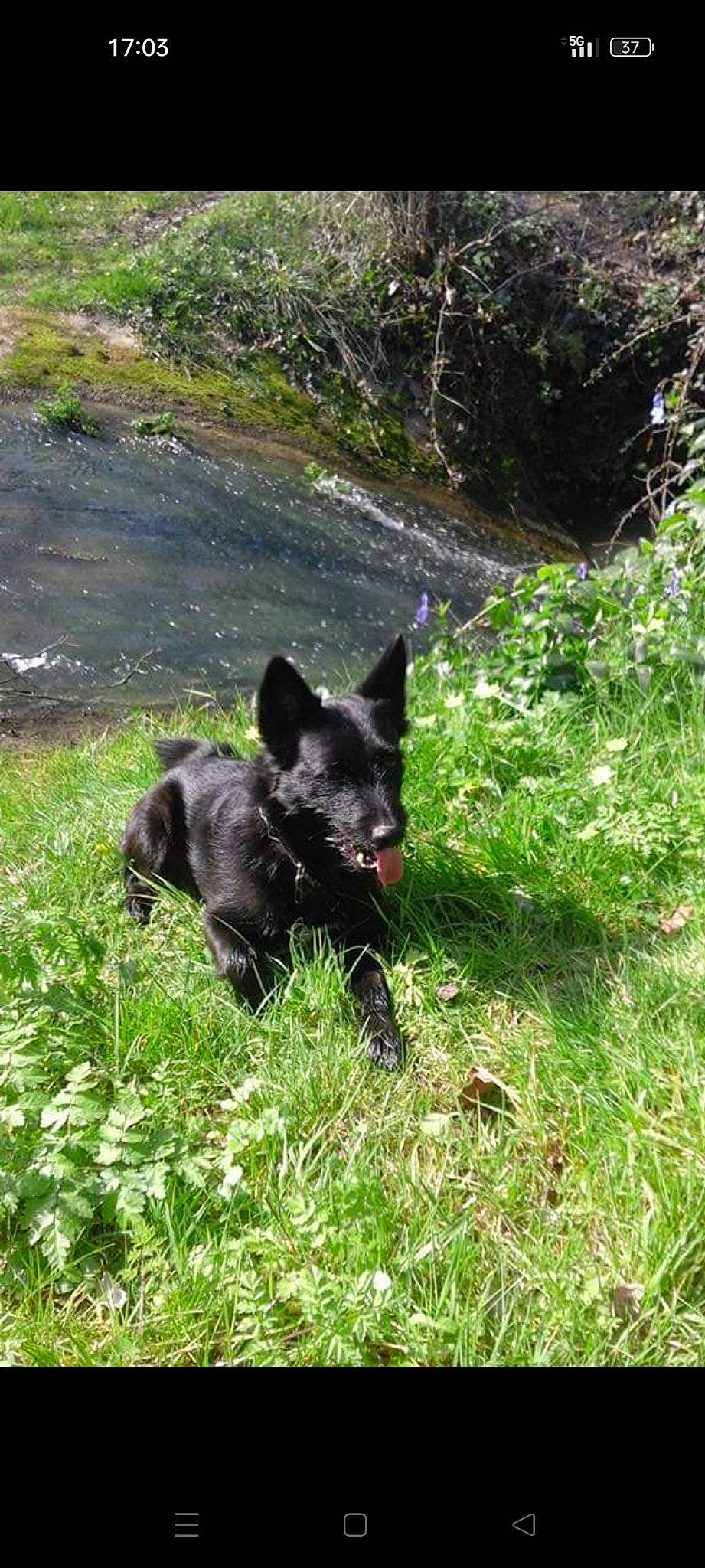 Jackson participe au concours pour gagner de l'argent avec cette photo : black_norwegian_elkhound, canidae, carnivore, companion_dog, dog, dog_breed, grass, grassland, groundcover, herbaceous_plant, non_sporting_group, plant, sporting_group, tail, terrestrial_animal, terrestrial_plant, water, working_animal, working_dog