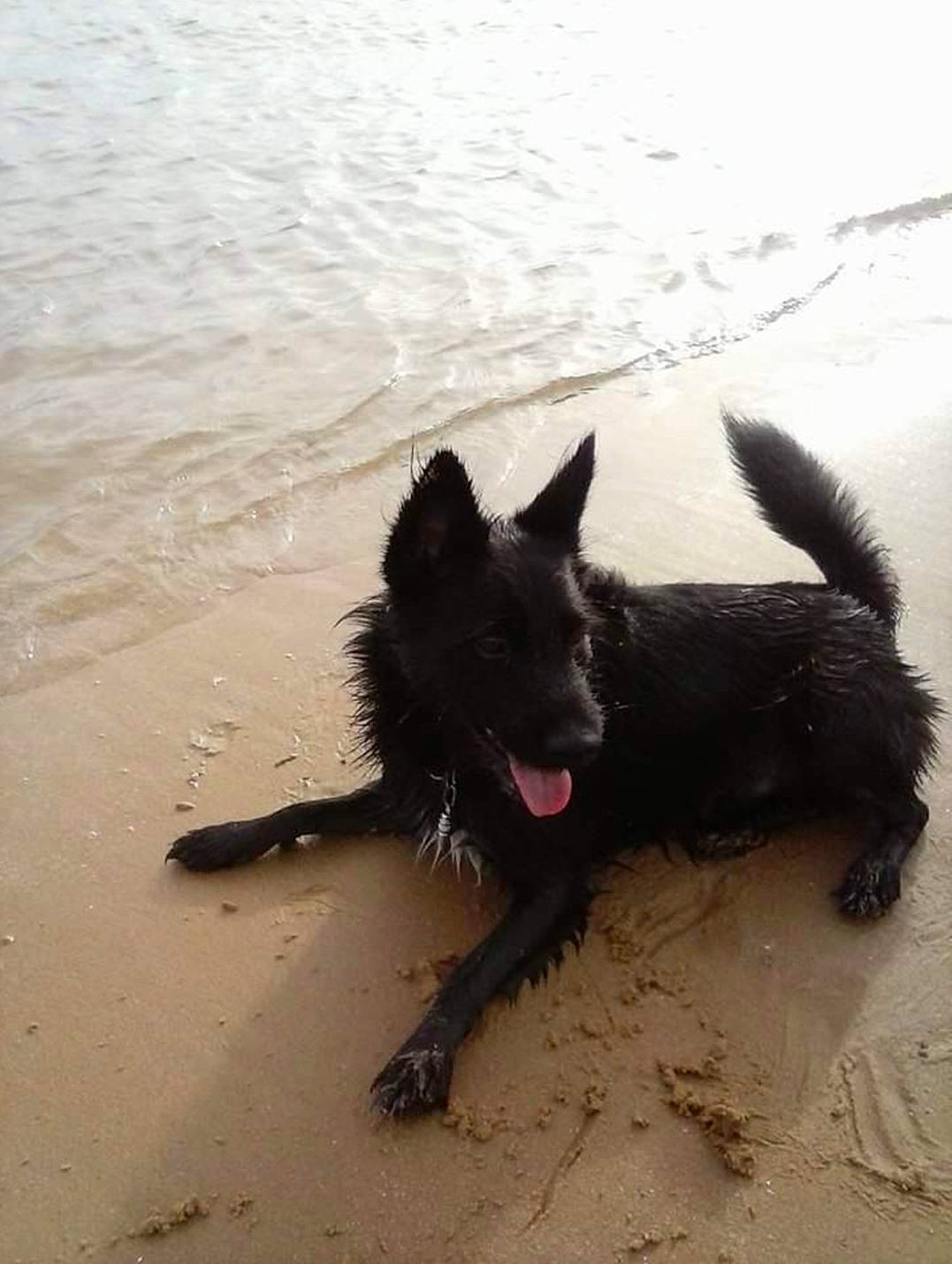 Jackson a rejoint le concours — aidez-le/la à gagner de superbes lots ! beach, canidae, carnivore, dog, dog_breed, guard_dog, herding_dog, non_sporting_group, ocean, sand, shadow, sporting_group, tail, water, wind_wave, working_dog