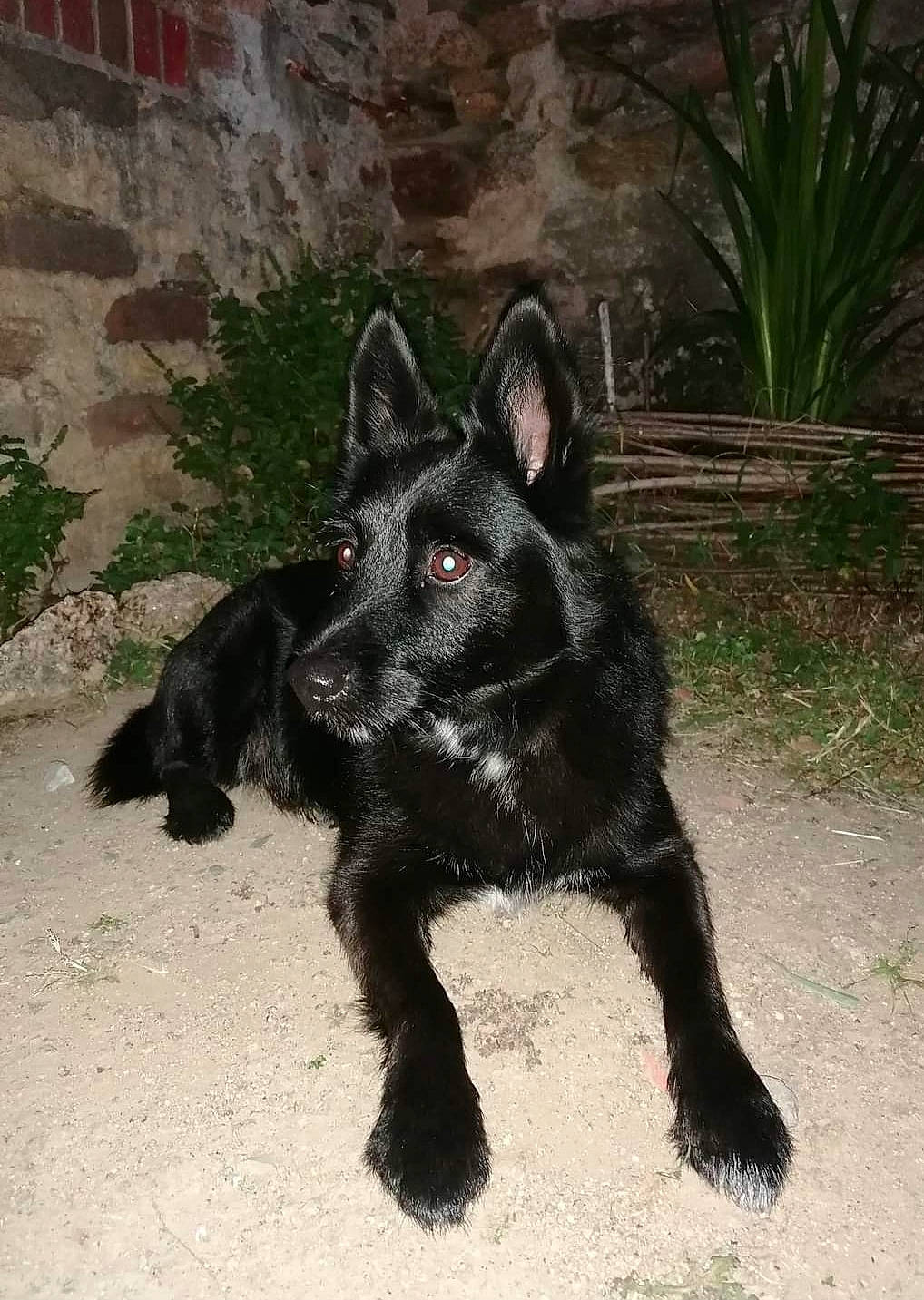 Jackson a rejoint le concours — aidez-le/la à gagner de superbes lots ! carnivore, companion_dog, dog, dog_breed, fur, non_sporting_group, perennial_plant, plant, snout, tail, terrestrial_animal, working_animal, working_dog