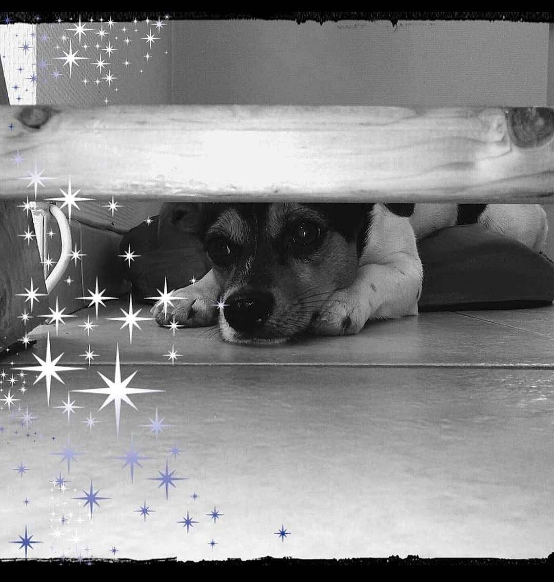 Tobby a rejoint le concours — aidez-le/la à gagner de superbes lots ! black_and_white, carnivore, companion_dog, darkness, dog, dog_breed, electric_blue, flooring, font, monochrome, monochrome_photography, photo_caption, snapshot, snout, still_life_photography, stock_photography, style, tints_and_shades, whiskers, working_animal