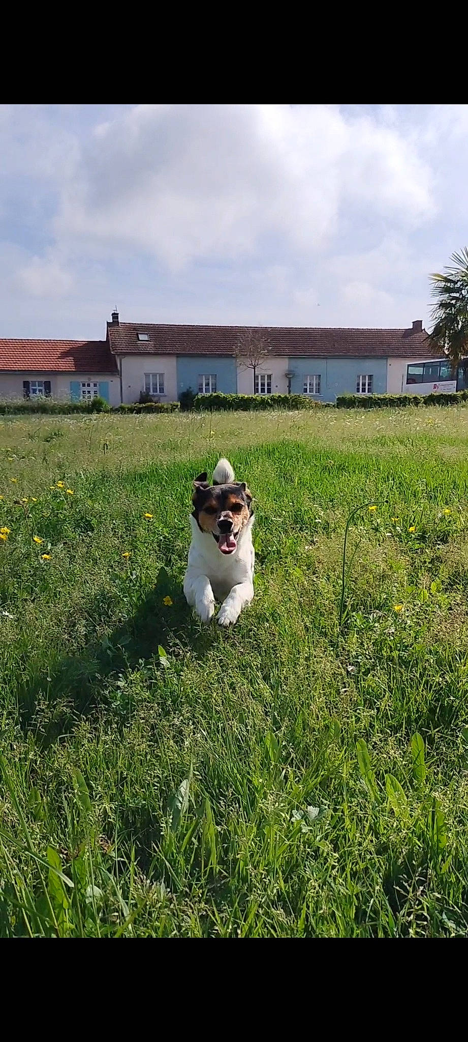Tobby participe au concours pour gagner de l'argent avec cette photo : building, carnivore, cloud, companion_dog, dog, dog_breed, fawn, flower, grass, grass_family, grassland, happy, house, lawn, meadow, people_in_nature, plant, sky, tree, window