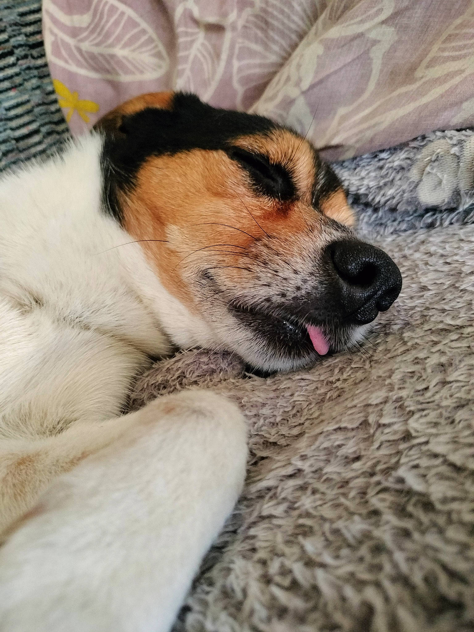 Tobby participe au concours pour gagner de l'argent avec cette photo : canidae, carnivore, comfort, companion_dog, dog, dog_breed, door, eye, fawn, foot, fur, head, paw, snout, sporting_group, terrestrial_animal, whiskers