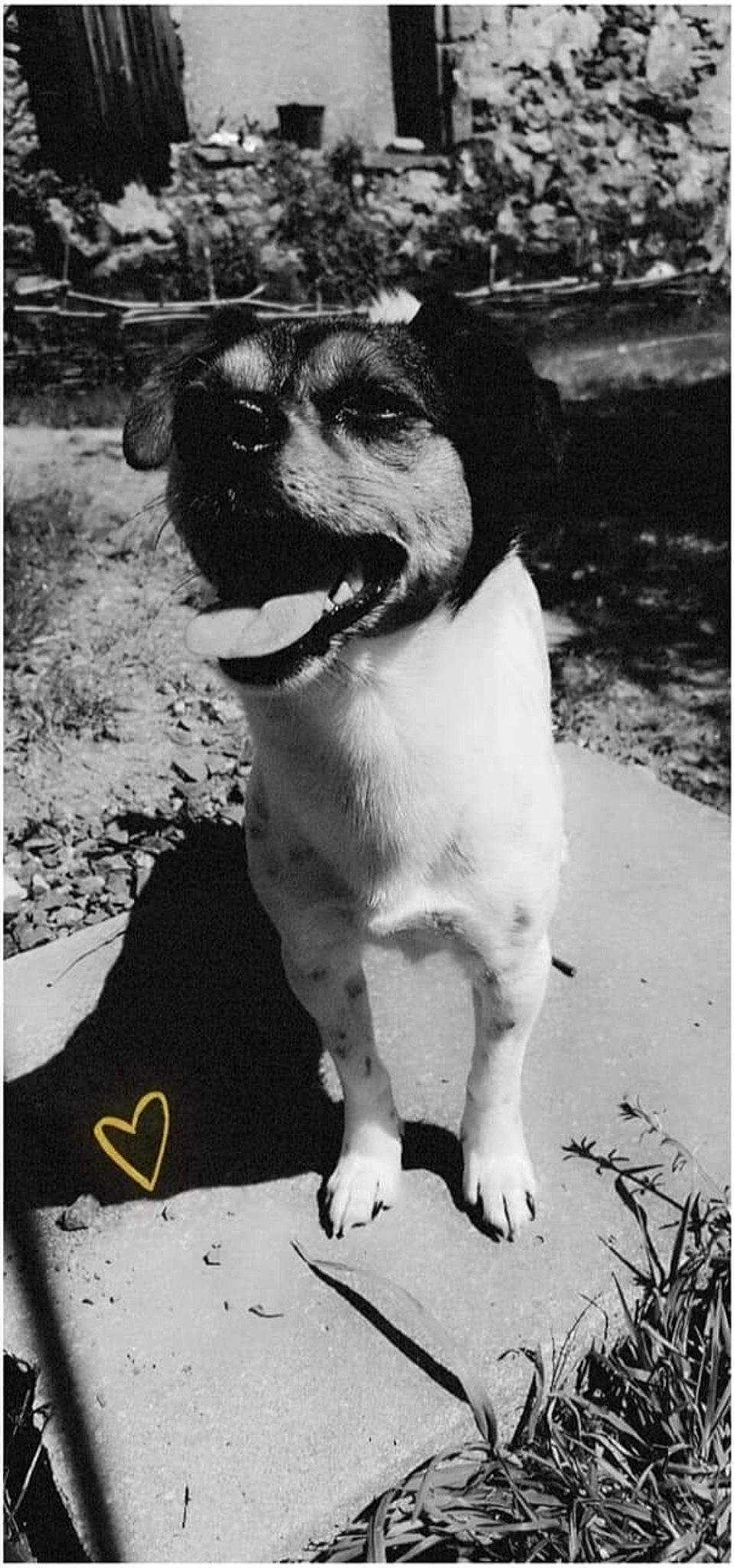 Tobby a rejoint le concours — aidez-le/la à gagner de superbes lots ! black, black_and_white, carnivore, collar, companion_dog, dog, dog_breed, dog_collar, monochrome, monochrome_photography, photograph, plant, rectangle, snapshot, stock_photography, style, whiskers, white, working_animal, working_dog