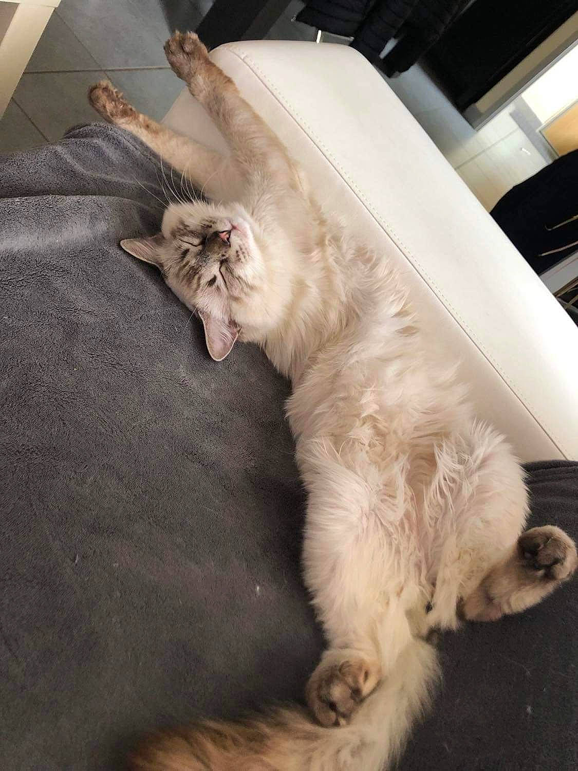 Saïko a rejoint le concours — aidez-le/la à gagner de superbes lots ! carnivore, cat, claw, comfort, companion_dog, fang, fawn, felidae, flooring, foot, fur, hardwood, paw, room, small_to_medium_sized_cats, tail, terrestrial_animal, whiskers, window, wood