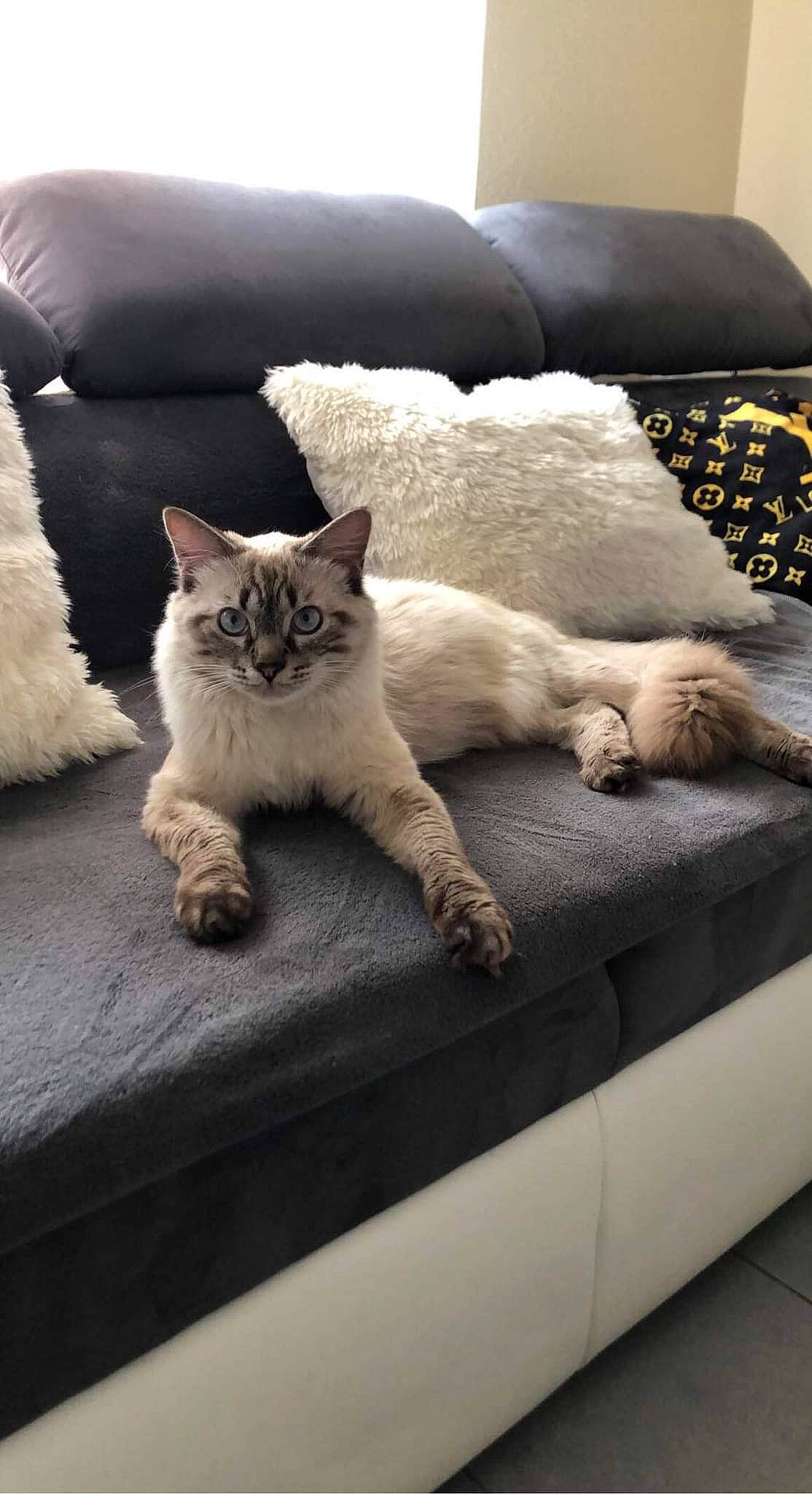 Saïko a rejoint le concours — aidez-le/la à gagner de superbes lots ! carnivore, cat, comfort, couch, felidae, flooring, fur, furniture, grey, hardwood, interior_design, linens, pillow, room, small_to_medium_sized_cats, snout, tail, whiskers, white, wood