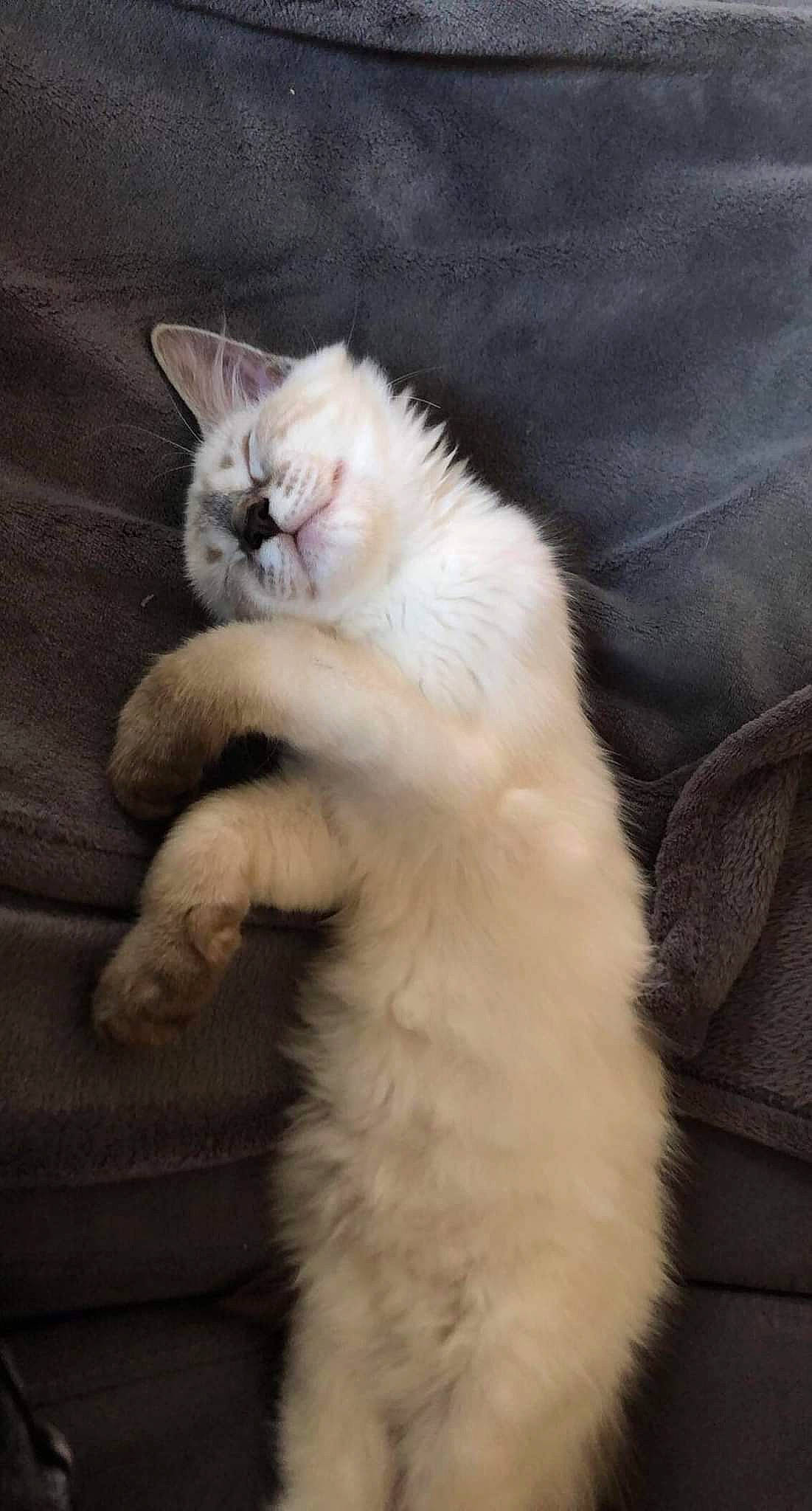 Saïko participe au concours pour gagner de l'argent avec cette photo : carnivore, cat, claw, comfort, eye, fawn, felidae, fur, leg, paw, small_to_medium_sized_cats, snout, tail, terrestrial_animal, whiskers