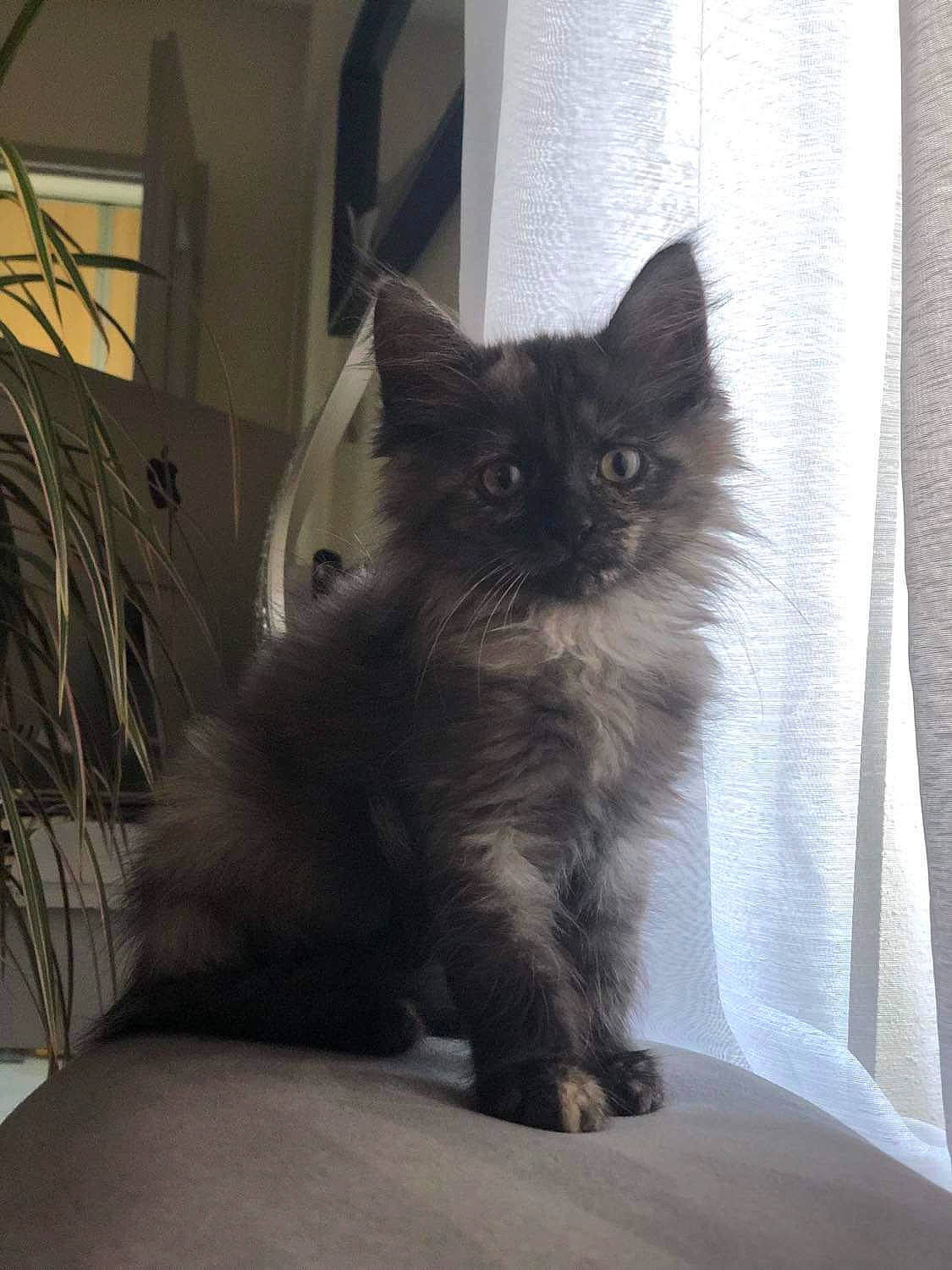 Saphire participe au concours pour gagner de l'argent avec cette photo : black_cat, carnivore, cat, claw, comfort, domestic_short_haired_cat, eye, fawn, felidae, flooring, fur, grey, paw, plant, small_to_medium_sized_cats, snout, tail, whiskers, window, wood