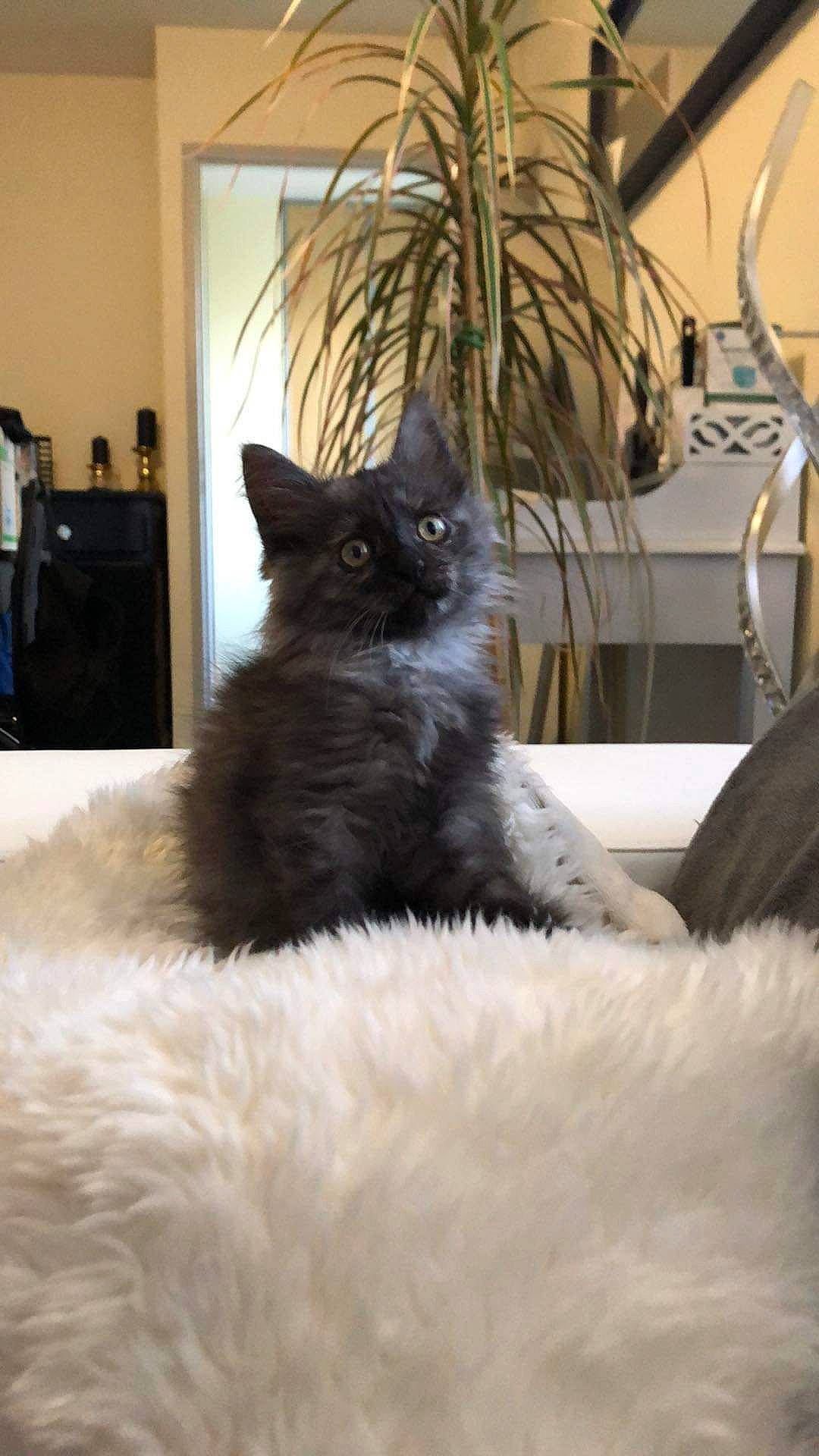 Saphire participe au concours pour gagner de l'argent avec cette photo : black_cat, carnivore, cat, chair, claw, comfort, couch, domestic_short_haired_cat, felidae, flooring, flowerpot, fur, grey, houseplant, living_room, mammal, plant, small_to_medium_sized_cats, tail, whiskers