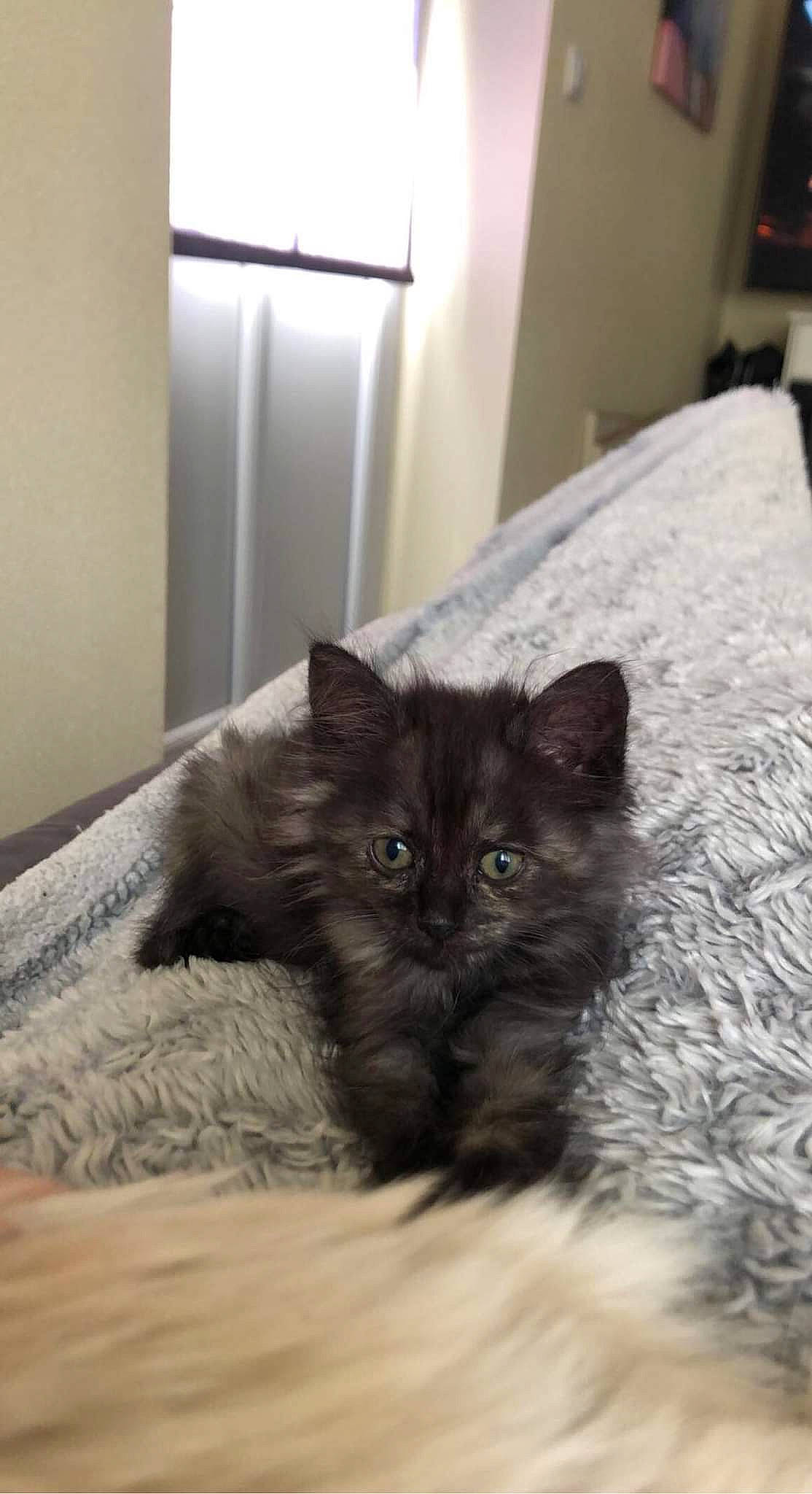 Saphire participe au concours pour gagner de l'argent avec cette photo : bedding, black_cat, british_longhair, carnivore, cat, chair, claw, comfort, domestic_short_haired_cat, felidae, fur, grey, hardwood, room, small_to_medium_sized_cats, snout, tail, terrestrial_animal, whiskers, wood